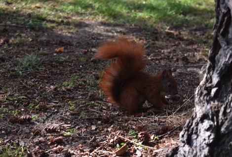 Red squirrel at Botanical Garden, Copenhagen